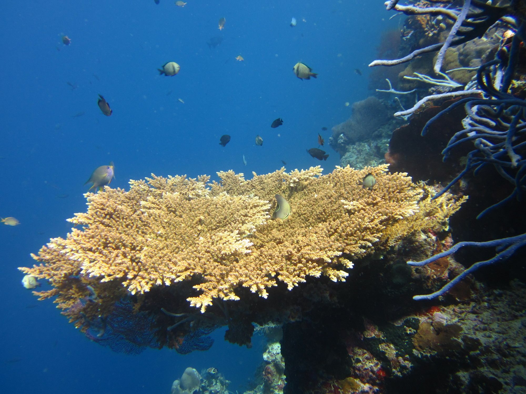 Villa Pelangi Bali Seririt  ภายนอก รูปภาพ